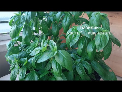 Видео: Базилик в контэйнере. Часть 1