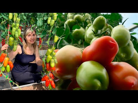 Видео: ЭТОТ ТОМАТ В РЕКЛАМЕ НЕ НУЖДАЕТСЯ! ТОМАТ ЦАРСКОЕ ИСКУШЕНИЕ!