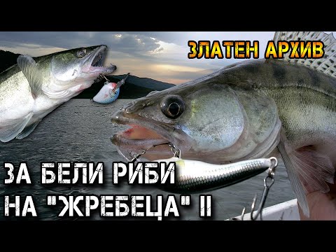 Видео: За БЕЛИ РИБИ на "Жребеца" II част  / Риболов на тролинг