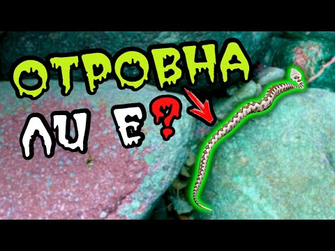 Видео: НОВА РЕКА! Риболов на ПЪСТЪРВА в маловодие