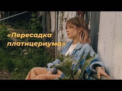 Видео: Пересадка платицериума