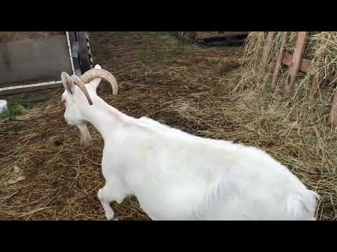 Видео: Козы//Допрыгалась .Коза-катастрофа…мои рассуждения//