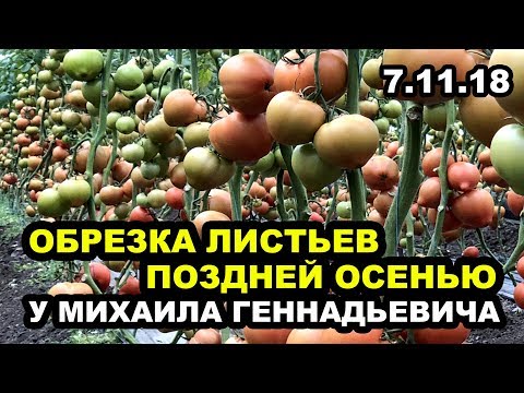 Видео: Томат. Обрезка листьев поздней осенью у Михаила Геннадьевича. Отличные новости!