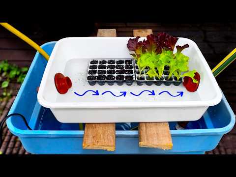 Видео: Получите максимальную выгоду от гидропоники с помощью этой системы подготовки рассады