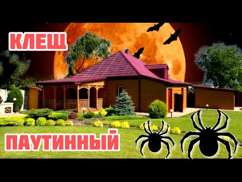 Видео: Паутинный КЛЕЩ в САДУ и УЛИЧНЫХ растениях / что делать?