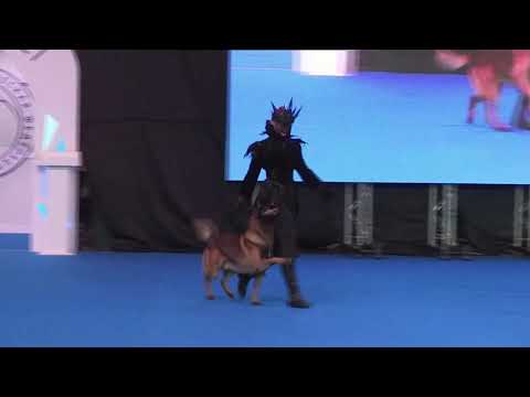 Видео: "Paint, It Black" Танцы с собаками. Ильина Полина и малинуа Сабур