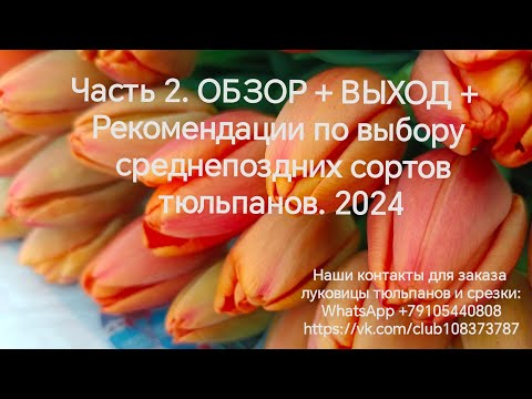 Видео: Часть 2. ОБЗОР+ВЫХОД+рекомендации по выбору сортов по среднепоздним сортам
