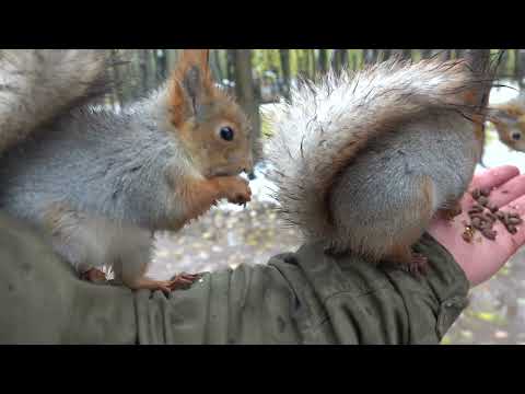 Видео: Ушастик и другие голодные белки. Такого ещё не было / Ushastik and other hungry squirrels