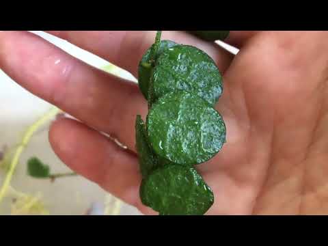 Видео: Посылка...Распаковка...Хойи мелколистные. Дисхидия. Укоренение.