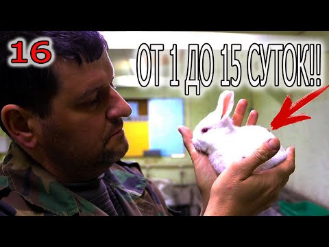 Видео: КРОЛЬЧАТАМ 1 - 15 СУТОК. ЧТО МОЖЕТ СЛУЧИТЬСЯ ЗА ЭТО ВРЕМЯ!