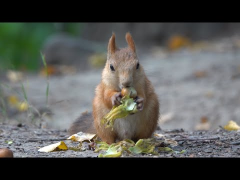 Видео: Разные белки. Зарисовка / Different squirrels. The sketch