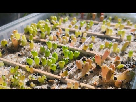 Видео: Мои посадки кактусов 