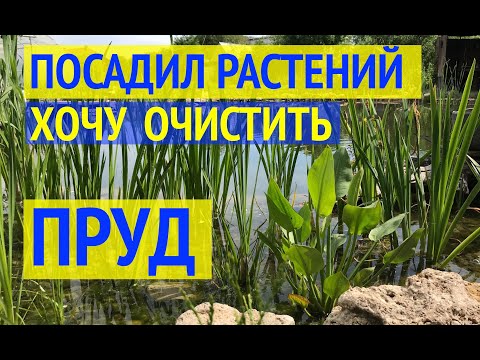 Видео: РАСТЕНИЯ ДЛЯ ПРУДА // БИОПЛАТО //12 видов растений в моем пруду // Какие растения очищают воду?