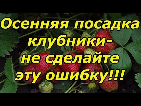 Видео: ОСЕННЯЯ ПОСАДКА КЛУБНИКИ-ОЧЕНЬ ВАЖНЫЕ МОМЕНТЫ!