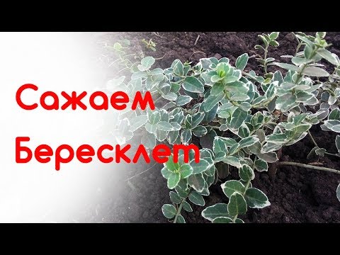 Видео: Бересклет посадка и размножение осенью