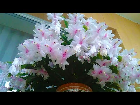 Видео: Не выращивайте так ДЕКАБРИСТ, иначе он не будет цвести