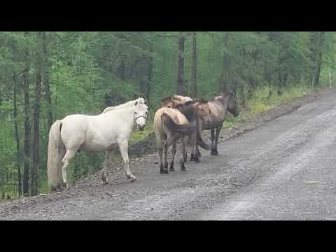 Видео: Старая колымская трасса на Оймякон  The Old Kolyma Highway to Oymyakon
