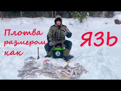 Видео: Язь и Сорога, размером с Язя, удачная рыбалка в середине января. Расширенная версия. Зимняя рыбалка.