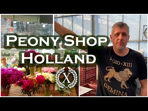 Видео: Peony Shop Holland Часть 1