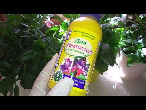 Видео: Как заставить Каланхоэ цвести, полив , уход, обрезка.