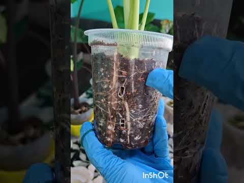 Видео: 10 ноябь 2025 г. N°- 128. АЛОКАЗИЯ РЕГАЛ ШИЛДС АУРЕА ВАР  ЭКИБ ОЛИШ ВА АДАПТАЦИЯ ЖАРАЁНИ