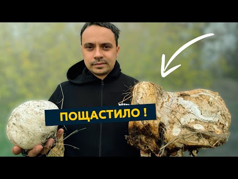 Видео: Неймовірно грибний день