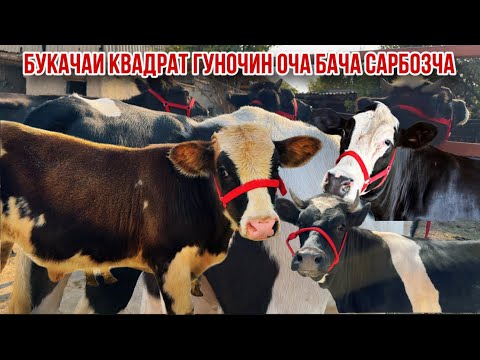 Видео: Сарбозча арзон оча бача гуночин бугуз букачаи квадрат 5 октября 2025 г.