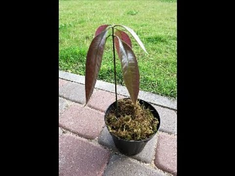 Видео: Мои экзотические растения: манго, гранаты, ананасы 2