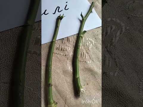 Видео: 🌹Осіннє живцювання троянд використовую найчастіше#троянди #rose #сад #квіти 