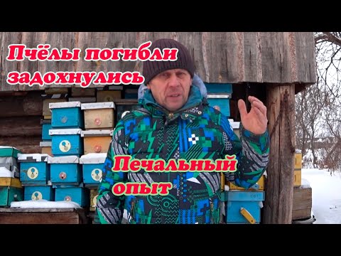 Видео: БОЛЬШАЯ ГИБЕЛЬ ПЧЕЛОСЕМЕЙ, ПЛОХАЯ ЗИМОВКА, ПЛАЧЕВНЫЙ ОПЫТ ПЧЕЛОВОЖДЕНИЯ, НЕТ ВЫЕНТИЛЯЦИИ.