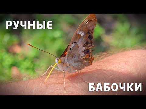 Видео: Бабочки садятся на руки, крупным планом. 2024. [4K]