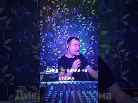 Видео: Дика качка 🦆 на ставку.