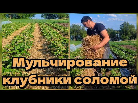 Видео: Мульчирование клубники соломой.