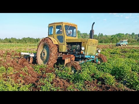 Видео: Сплошной культиватор , подъём целины