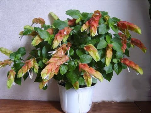 Видео: БЕЛОПЕРОНЕ, ЮСТИЦИЯ, ЯКОБИНИЯ цветет круглый год! Советы по уходу в домашних условиях