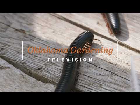 Видео: Многоножка против сороконожки