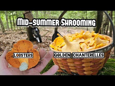 Видео: Сбор грибов в середине лета в штате Мэн