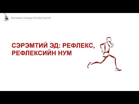 Видео: Физиологи I Сэрэмтгий эд: Рефлекс, рефлексийн нумын бүтэц, үйл ажиллагаа