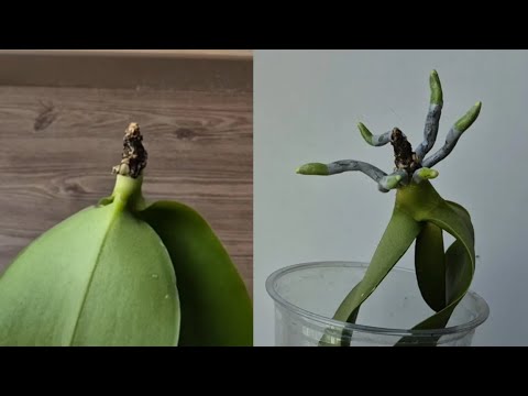 Видео: Орхидея начинает отращивать новые корни.