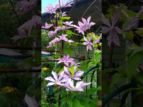 Видео: Клематис Багатель, также известный как Дороти Уолтон, Bagatelle, Dorothy Walton