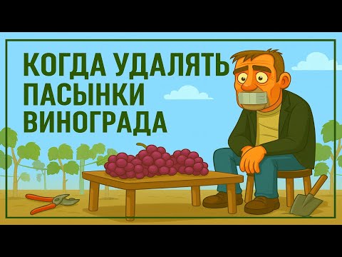 Видео: 🍇 Когда удалять пасынки винограда осенью? Что будет с пасынками, если их не удалять. Польза или вред