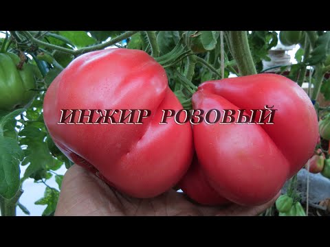 Видео: О сортах томатов: Инжир Розовый, Инжир Красный.