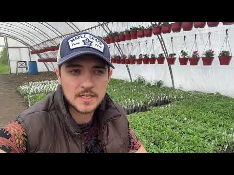 Видео: Обзор рассады томатов. Сорта которые лучше покупают.