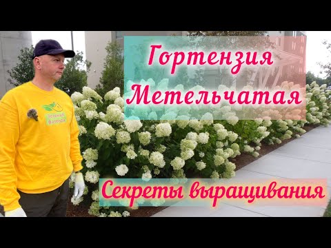 Видео: Метельчатая гортензия для начинающих.Нюансы выращивания