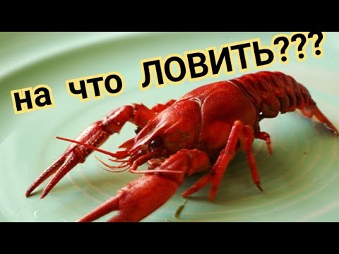 Видео: Как ловить раков на бредень, лучшая снасть для ловли рака!!
