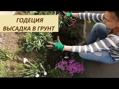 Видео: Годеция. ч.8. Высадка на клумбу. Формирование цветника.