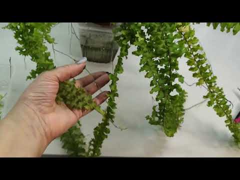 Видео: Папоротники :Кружевной, Dassada, Нефролепис, Блехнум Silver Lady. #комнатныерастения #папоротник