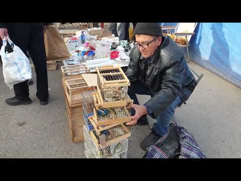 Видео: Тошкент Чорсу қуш бозори: 13.11.2022