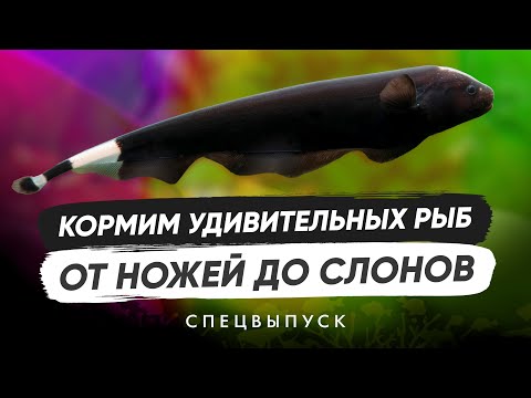 Видео: Кормим удивительных аквариумных рыбок. Спецвыпуск