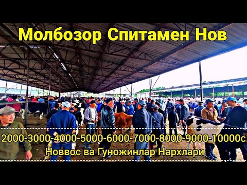 Видео: Молбозори Спитамен Нов.2000-3000-4000-5000-6000-7000-8000с-9000-10000с Новвос ва Гуножинлар Нархлари